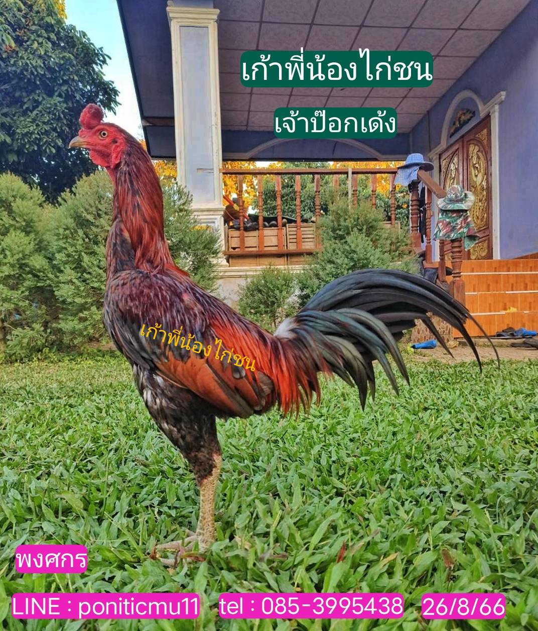 เจ้าป๊อกเด้ง สายแข้งหน้า 