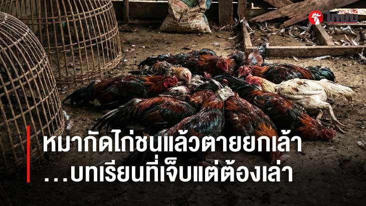 หมากัดไก่ชนแล้วตายยกเล้า…บทเรียนที่เจ็บแต่ต้องเล่า	
			         		
			         		
			         		
			         