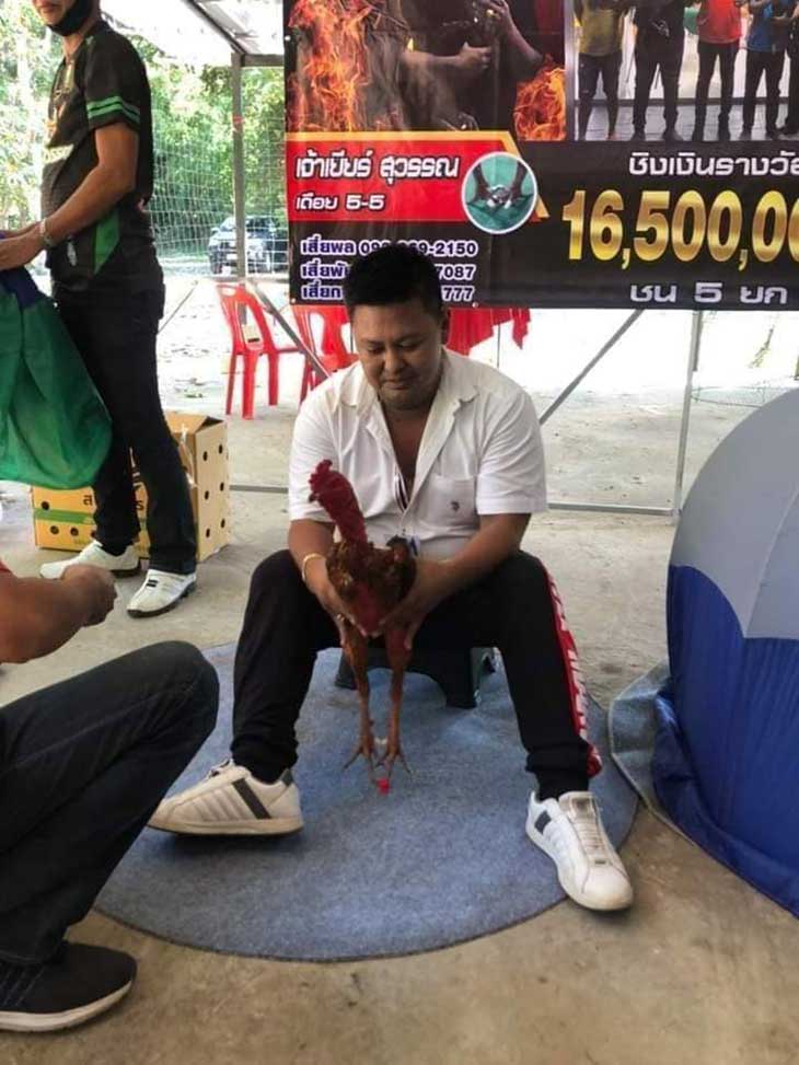 บรรยากาศสนามชนไก่อาลดิน ศึกเจ้าเยียร์สุวรรณ vs เจ้าสึนามิ